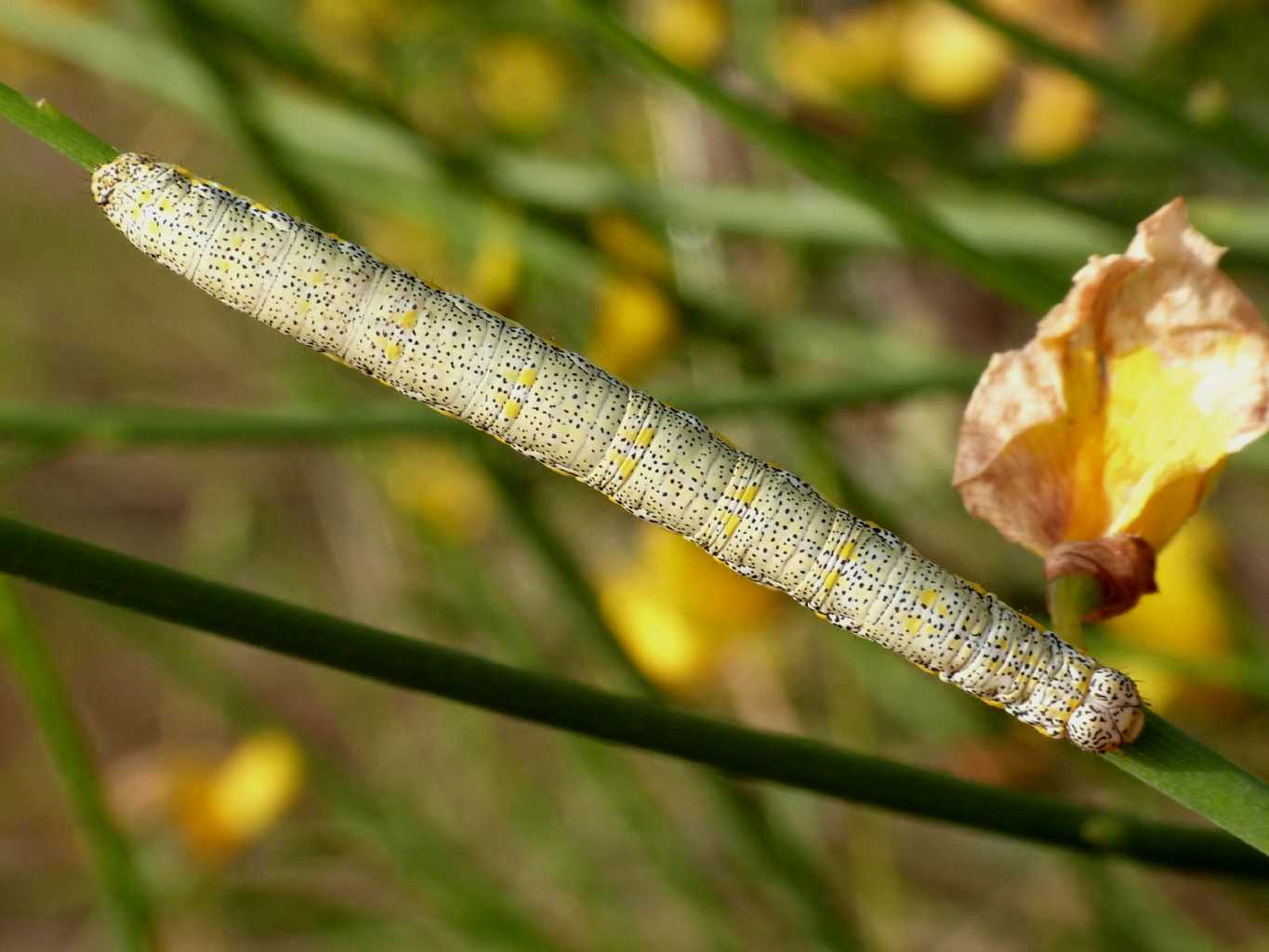 Grosso bruco di Geometridae su ginestra